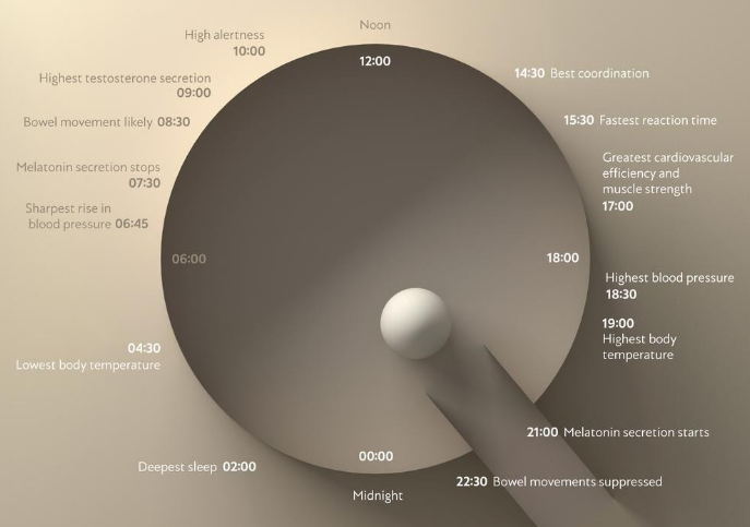 Circadian Rhythm Explained: How Your Body Clock Affects Sleep, Energy & Health