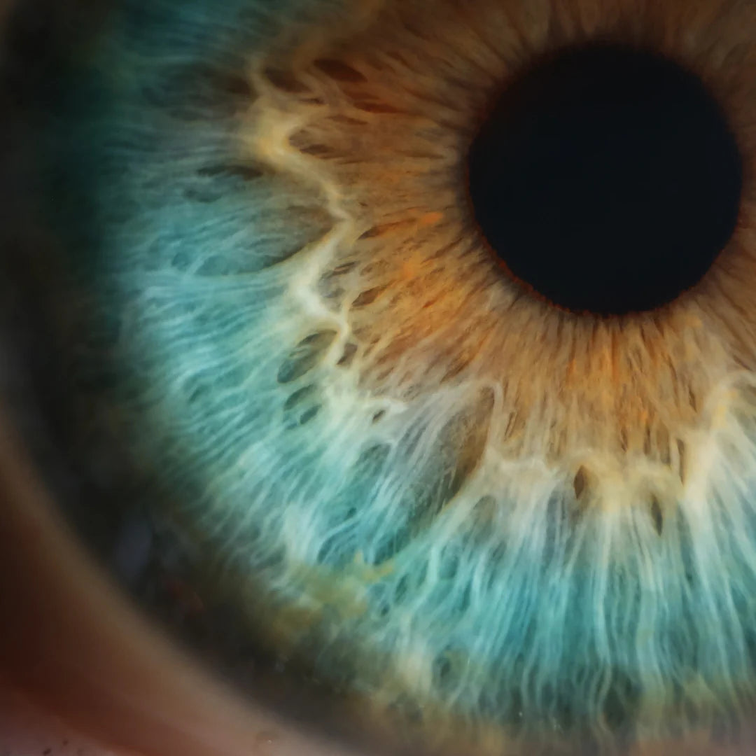 Close up of a person's retina