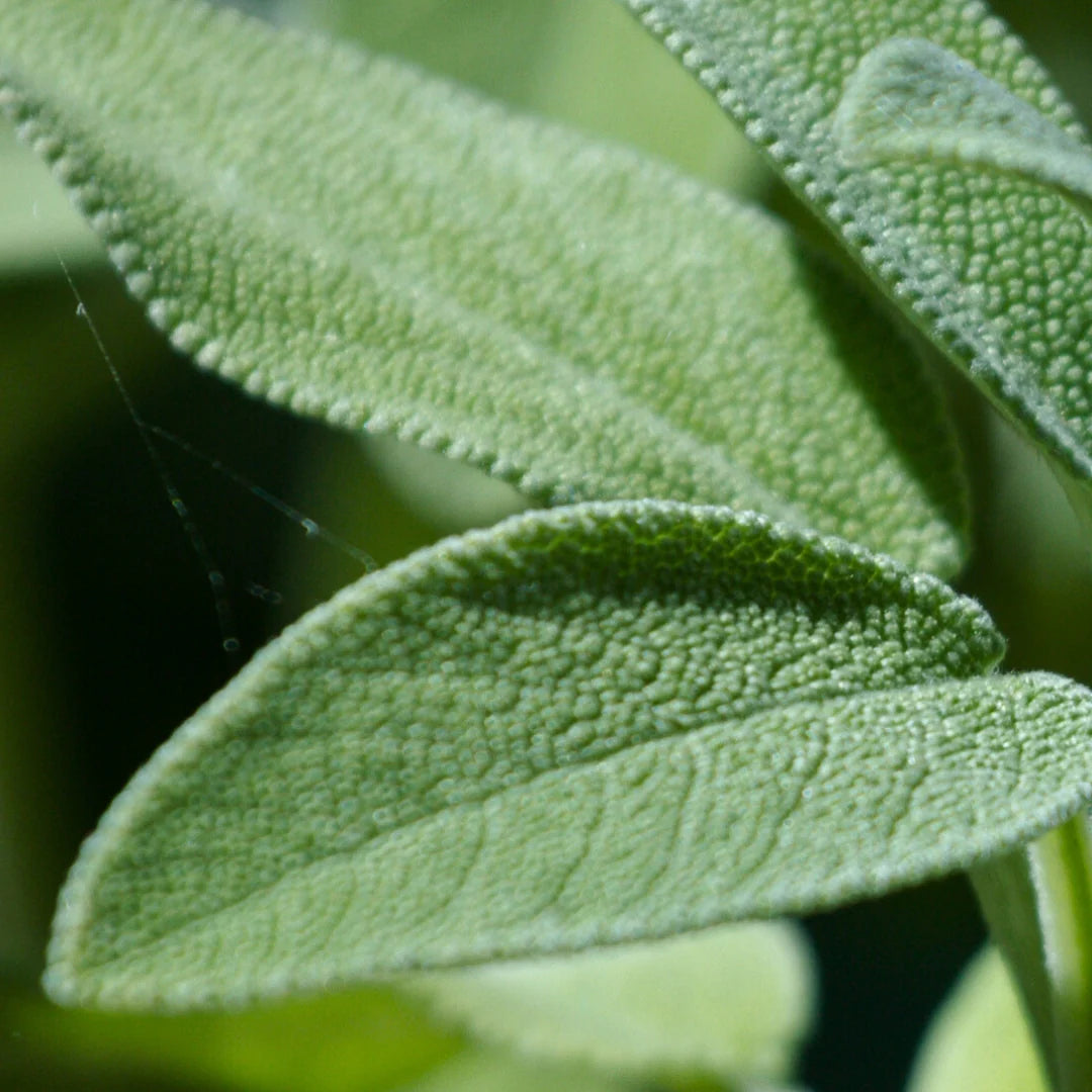 Sage leaves